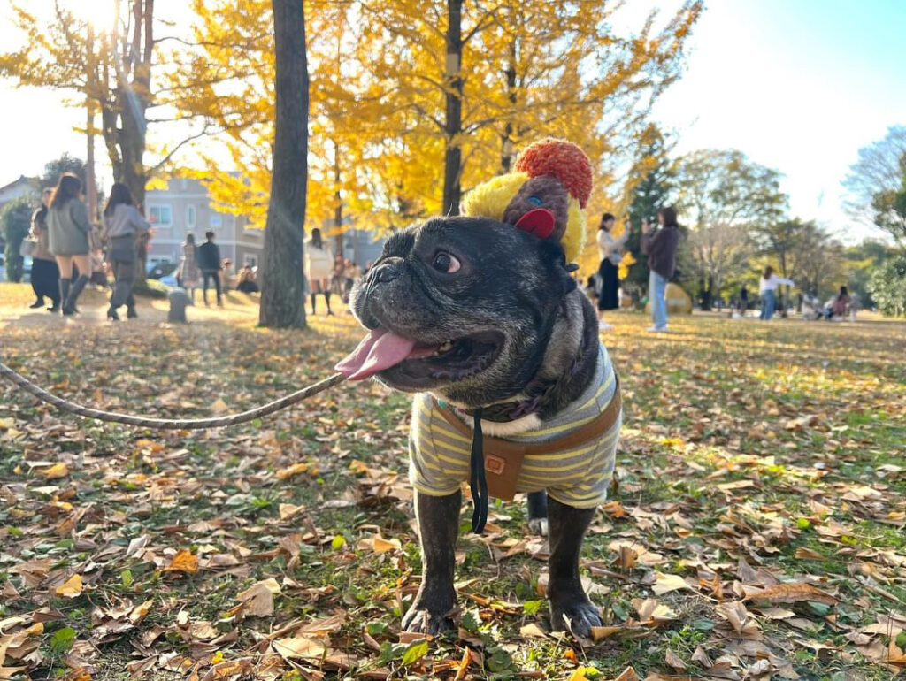 愛犬フレンチブルのムタが銀杏舞い散る秋の公園に佇む写真
